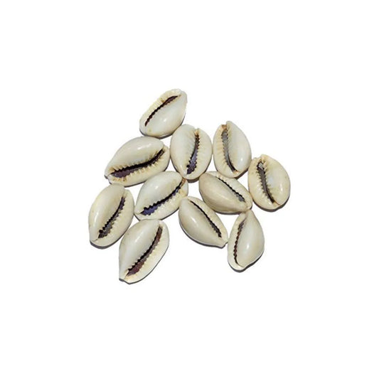 Natural White Kaudi Shells for Pooja & Laxmi Rituals (Set of 11)