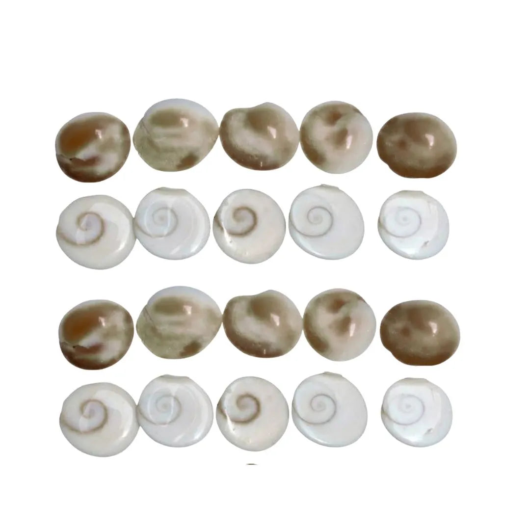 Natural Original Gomati Chakra Pack of 20 – Sacred Shell for Wealth & Puja